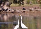 12 Egrets at Stretch Lagoon  27 Egrets at Stretch Lagoon : Stretch Lagoon