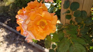 20201012_101525 null