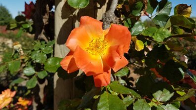 20201012_101543 null