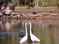 Swans at Stretch Lagoon : Stretch Lagoon