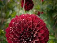 Dahlia at Swan Island Dahlias in Oregon  Dahlia
