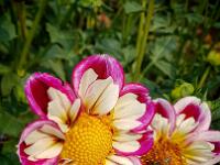 Swan Island Dahlia Oregon