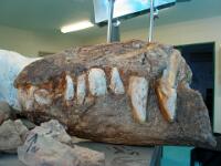 Kronosaurus Korner Richmond Qld  Exhibit being prepared Kronosaurus Korner Richmond Qld : Queensland