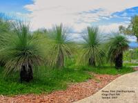 Grass Trees