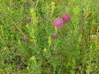 Coneflower