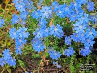 Blue Lechenaultia