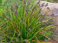 Lomandra(?)