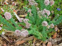Plumed Feather Flower