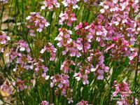 Grass Trigger Plant