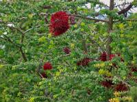 Bottlebrush (Callisterman peciosis?)