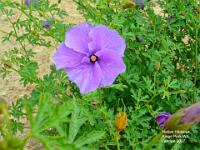 Native Hibiscus
