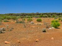 Gravel Dump (Common place for Wreath Flowers)