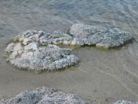 Stromatolites