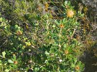 Dryandra