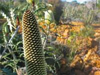Heath Banksia