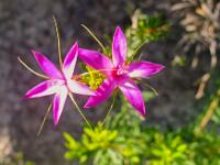 Pink Star Flower