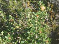 Dryandra