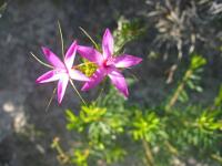 Pink Star Flower