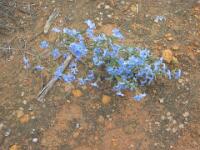 Blue Leschenaultia