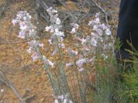Native Foxglove