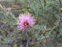 Pink Melaleuca