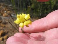 Oregon Grape Holly