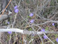 Tall Bluebell