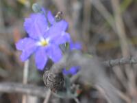 Blue Dampiera