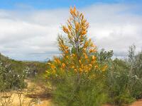 Flame Grevillea