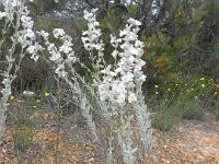 Native Foxglove