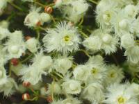 Variegated Featherflower