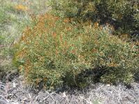 Grevillea
