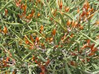 Harlequin Mistletoe