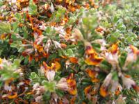 Bush Pea