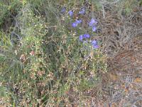 Dampiera (Blue flowers) & Broom Milkwort