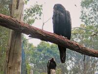 Capes Raptor Centre