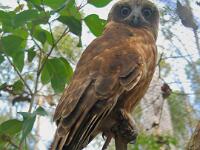 Southern Boobook