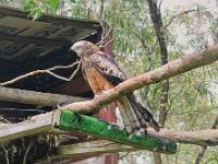 Square Tail Kite