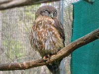Souther Boobook Owl