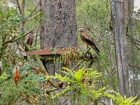 Black Kites