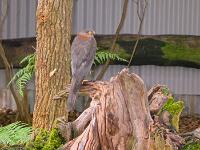 Goshawk