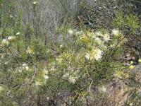 Sat 031