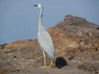 Crane at Katherine Gorge : Katherine, NT