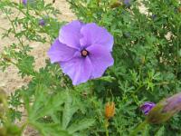 Native Hibiscus