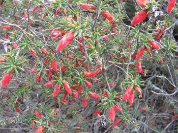 Pirtendi