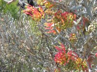 Border Tk, grevillea species