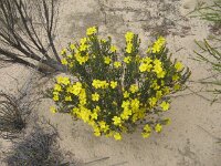 Border Tk, hibbertia species