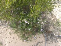 Border Tk, possible fanflower species 2