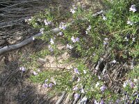Border Tk, possible fanflower species