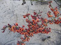 Border Tk,unknown pea species